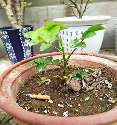 从花苗到花海——月季花幼苗栽培全攻略（从选购到养护，教你如何打造美丽的月季花园）