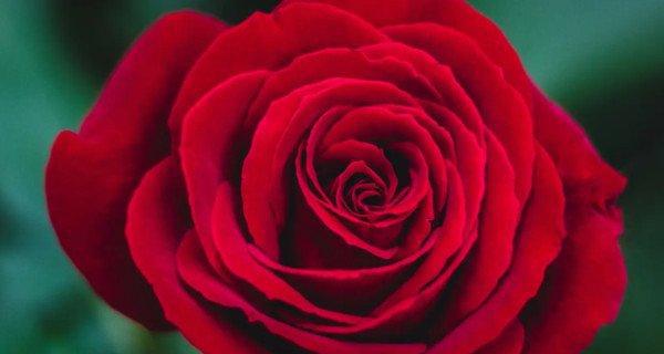 玫瑰花的花语与意义（探索玫瑰花的世界——玫瑰花语）