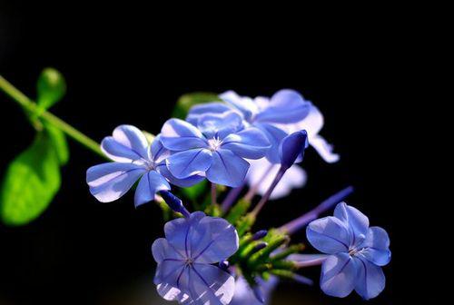 蓝雪花的花语及象征意义（冷静、坚定、纯洁——蓝雪花的内涵）