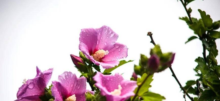 木槿花的花语（解读木槿花的8种花语，感受生命力的美丽）