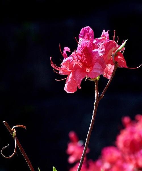 杜鹃的花语寓意与象征（探究杜鹃的美丽与内涵）