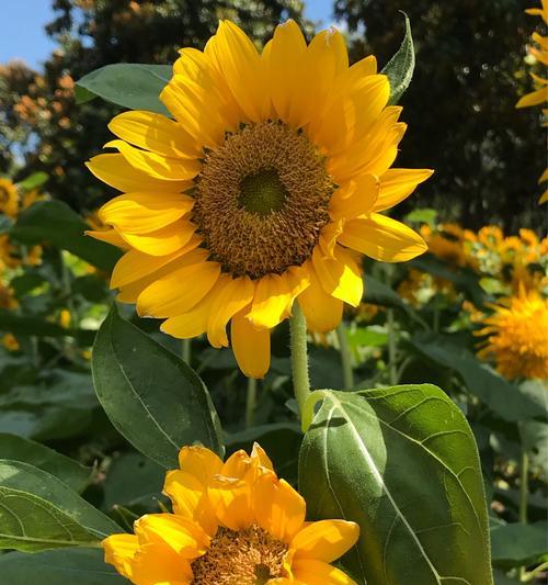 向日葵的花语（探寻向日葵的花语，展现阳光美好）