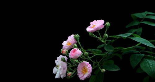 热情与坚毅——野蔷薇花语及代表意义（蕴含生命力的“荆棘之花”）