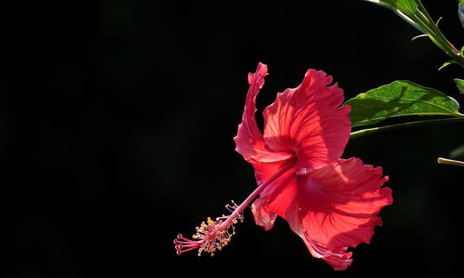 扶桑花的花语和含义（探究扶桑花背后的深意）