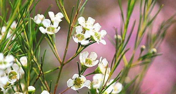 依米花的花语（探寻依米花背后的神秘花语）