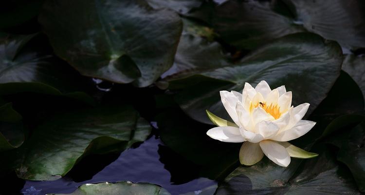 并蒂莲花——双双共舞的生命之美（沉浸在花海中，感受爱与美的交织）