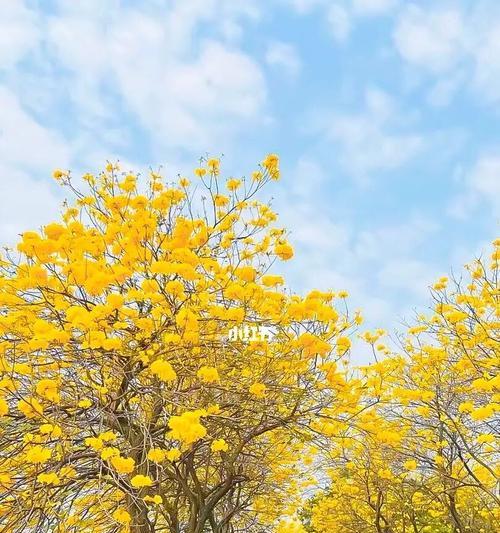 黄花风铃木的花语及意义（欣赏黄花风铃木，感受它的情感表达）