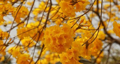 黄花风铃木的花语及意义（欣赏黄花风铃木，感受它的情感表达）