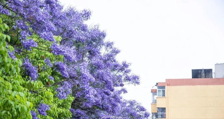 蓝花楹的花语（探寻蓝花楹背后的涵义）