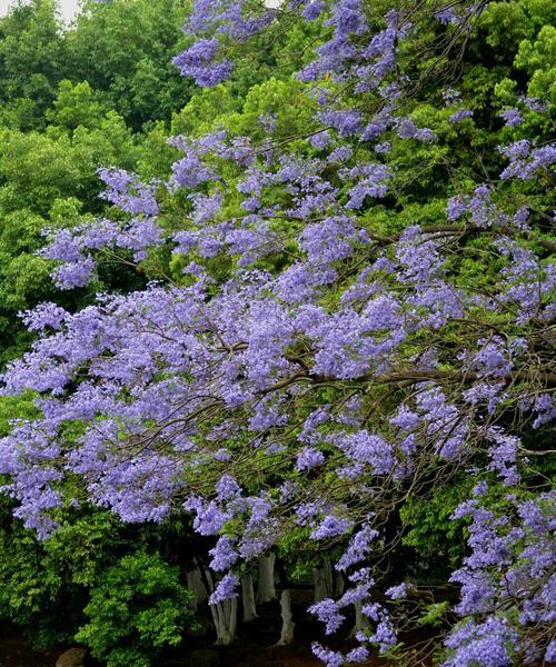 蓝花楹的花语（探寻蓝花楹背后的涵义）