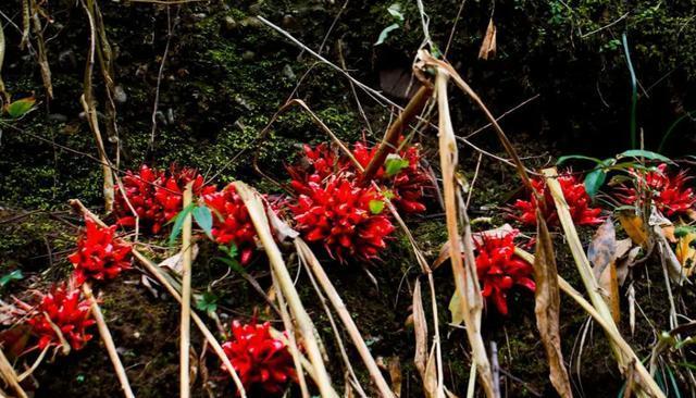 姜花——情感与祝福的象征（揭秘姜花的花语、寓意及文化意义）