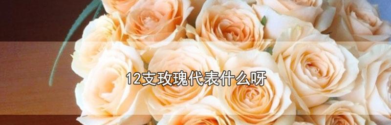 玫瑰花语的隐含意义（探究玫瑰几支的代表含义）