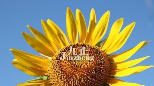 太阳花的花语和象征意义（探寻太阳花的内涵和精神）