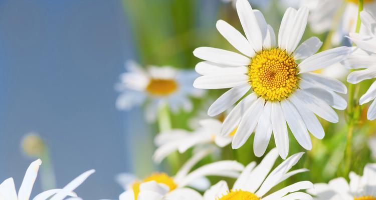 幸福的花——小小的雏菊代表的含义（传递着微笑和希望，让我们一起了解雏菊代表的意思）