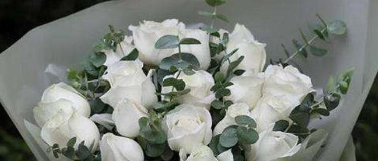 白色玫瑰花语的意义（探寻白色玫瑰的心语与情感）