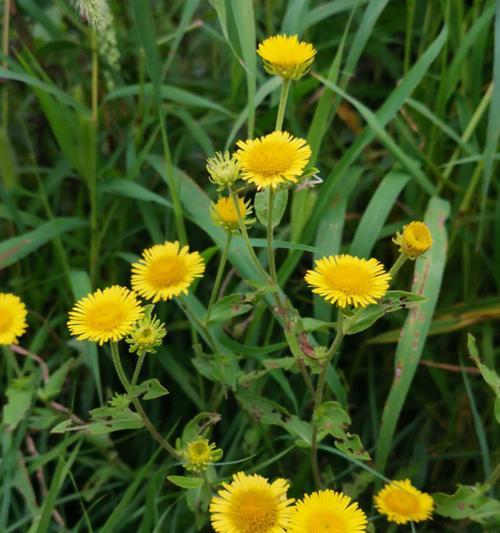 野菊花花语的含义与传说（探究野菊花的历史、文化背景与象征意义）