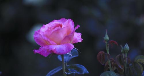 花开不同色，花语千般意——玫瑰不同颜色的花语解析（探寻玫瑰花的神秘密码，了解花语的深刻内涵）