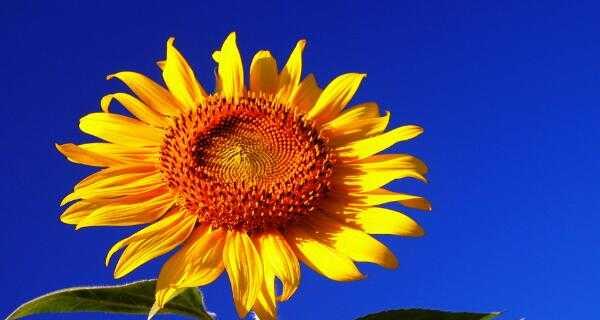太阳花的花语（探秘太阳花的象征意义和文化价值）