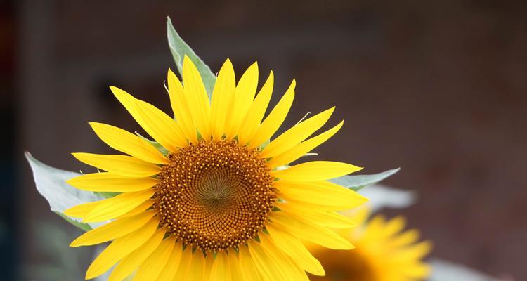 太阳花的花语（探秘太阳花的象征意义和文化价值）