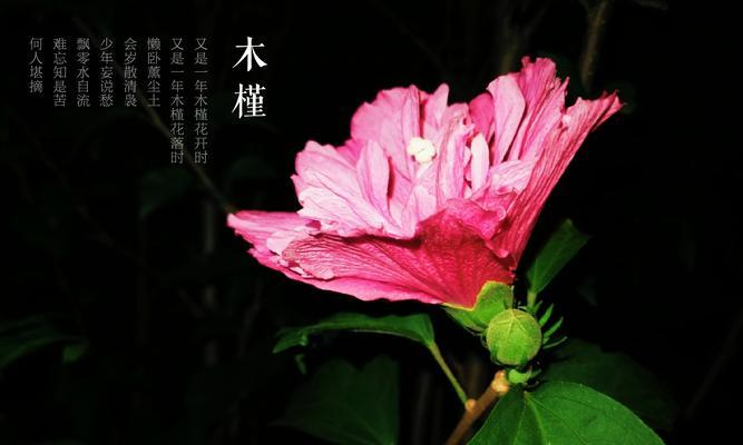 木槿花语与寓意（探寻木槿花的文化内涵与心理感受）