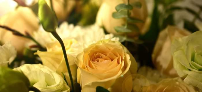 黄玫瑰的花语与传说（探究黄玫瑰的深层含义，揭示它的神话和传说）