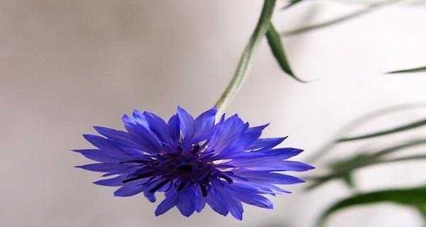 浅谈蓝色矢车菊的花语（传递温馨和忠诚——蓝色矢车菊的传统意义）