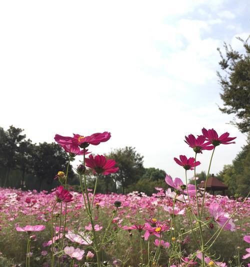 波斯菊花语传说（传承千年的文化符号）