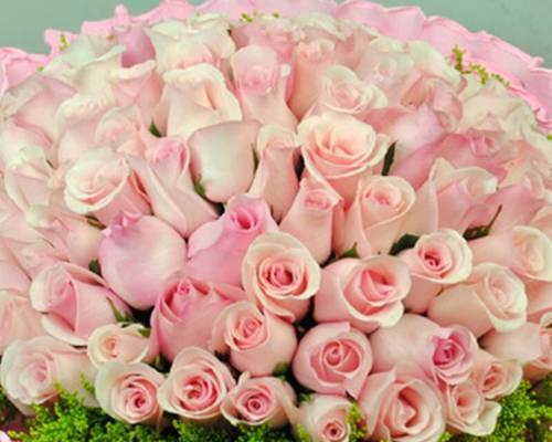 十一朵粉色玫瑰的花语（探秘十一朵粉色玫瑰的含义与象征）