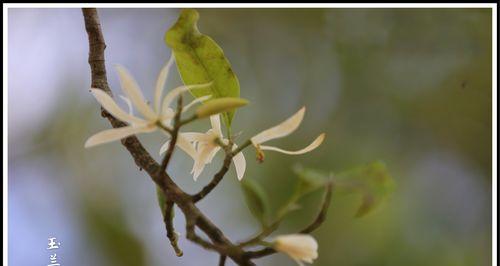 探秘白兰花的花语与象征意义（从婚礼到葬礼，白兰花传递的情感与寓意）