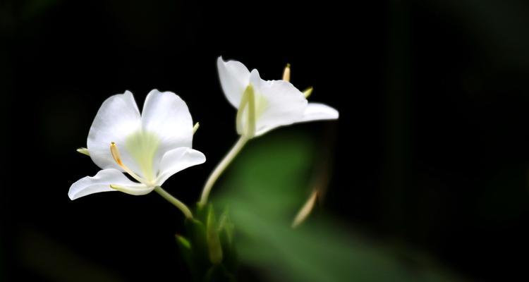 夏日鲜花的花语（探索花卉语言，品味夏日花海）