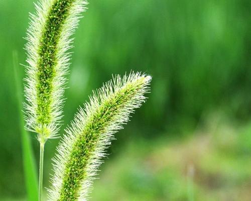 狗尾巴花，花开花落意蕴深（探秘狗尾巴花的花语和文化内涵）