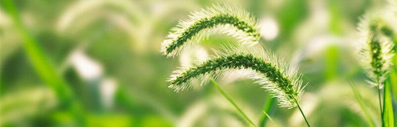 狗尾巴花，花开花落意蕴深（探秘狗尾巴花的花语和文化内涵）