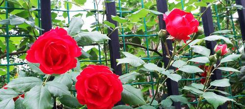 红蔷薇的花语（传递爱情与情感的美丽花卉）