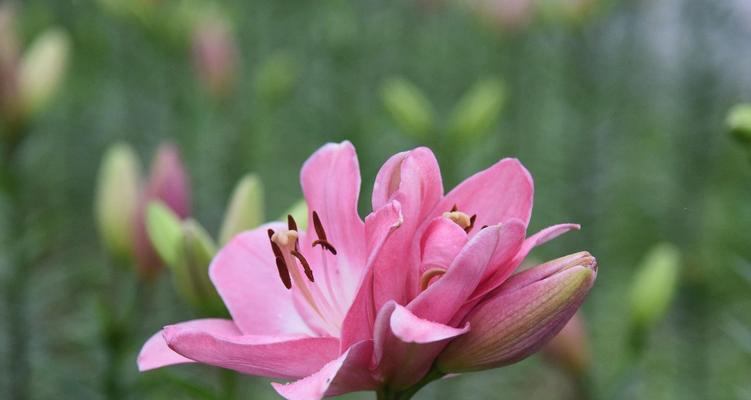 百合花语（探寻百合花的传统意义与现代美学）