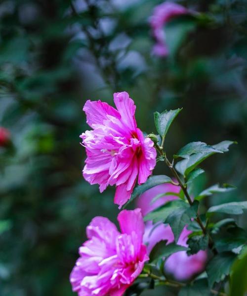 木槿花语与传统文化的意义（探寻木槿花的象征意义与文化内涵）