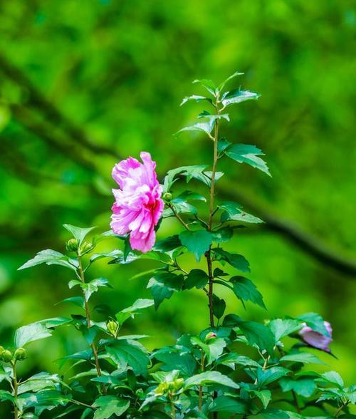 木槿花语与传统文化的意义（探寻木槿花的象征意义与文化内涵）