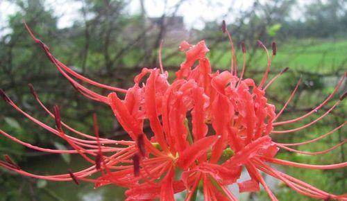 浪漫的花语——彼岸花的象征与寓意（探秘彼岸花背后的8个意义与传说）