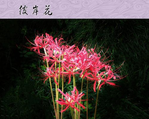 浪漫的花语——彼岸花的象征与寓意（探秘彼岸花背后的8个意义与传说）