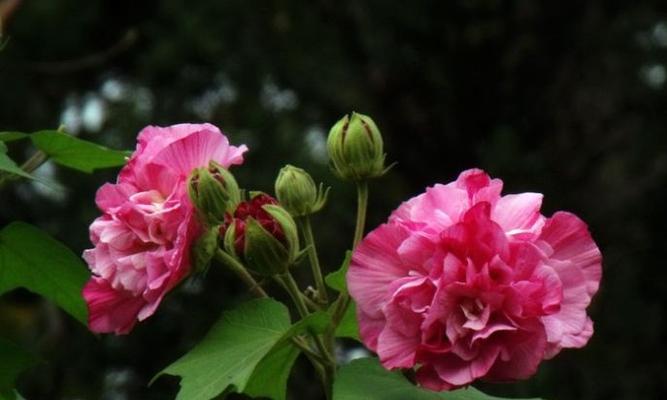 芙蓉花的花语（探寻芙蓉花的吉祥意义）