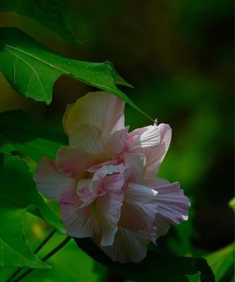 芙蓉花的花语（探寻芙蓉花的吉祥意义）