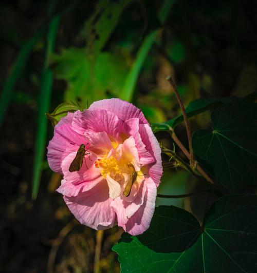 芙蓉花的花语（探寻芙蓉花的吉祥意义）