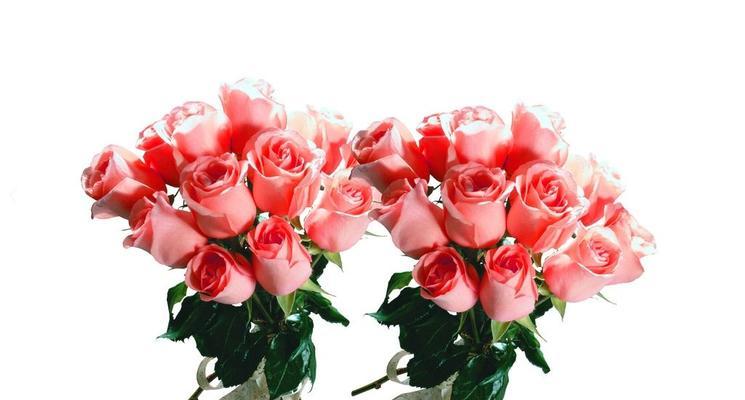 粉色玫瑰花的含义与象征（探究粉色玫瑰花所代表的爱情、友谊和感恩之意）