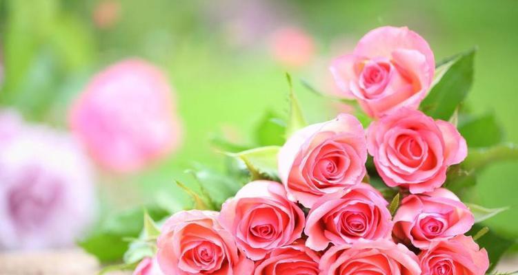 粉玫瑰的含义剖析（用花语诠释爱情、友情与敬意）