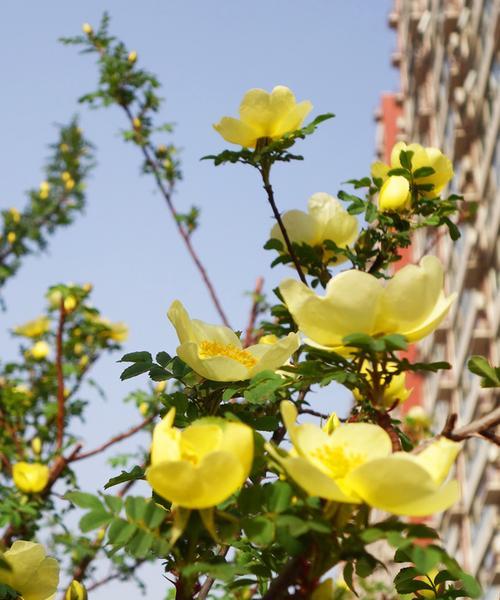 黄蔷薇花语与代表意义（探秘花言巧语，读懂黄蔷薇）