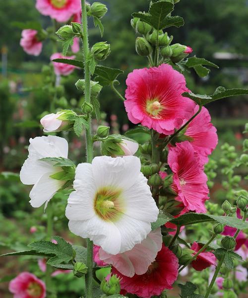 蜀葵花语与其意义（探寻蜀葵花背后的意蕴）