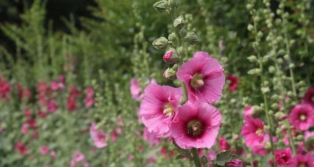 蜀葵花语与其意义（探寻蜀葵花背后的意蕴）