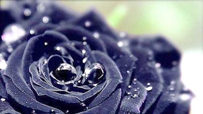 黑玫瑰花语的意义与传说（唤起内心深处的深情与神秘）