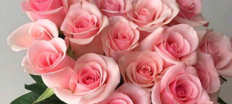 浪漫与美丽——粉色玫瑰的含义（探究粉色玫瑰背后的花语与情感，传达爱与美的象征意义）