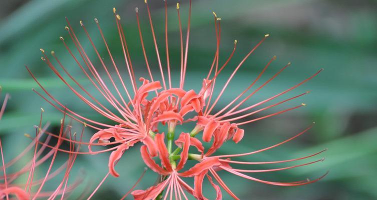 曼珠沙华花语（粉色花海中的温柔与美好）