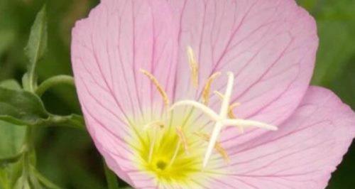 豌豆花的花语（传递爱意和温暖的美丽之花）